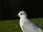 FZ010848 Black-headed Gull (Larus ridibundus).jpg